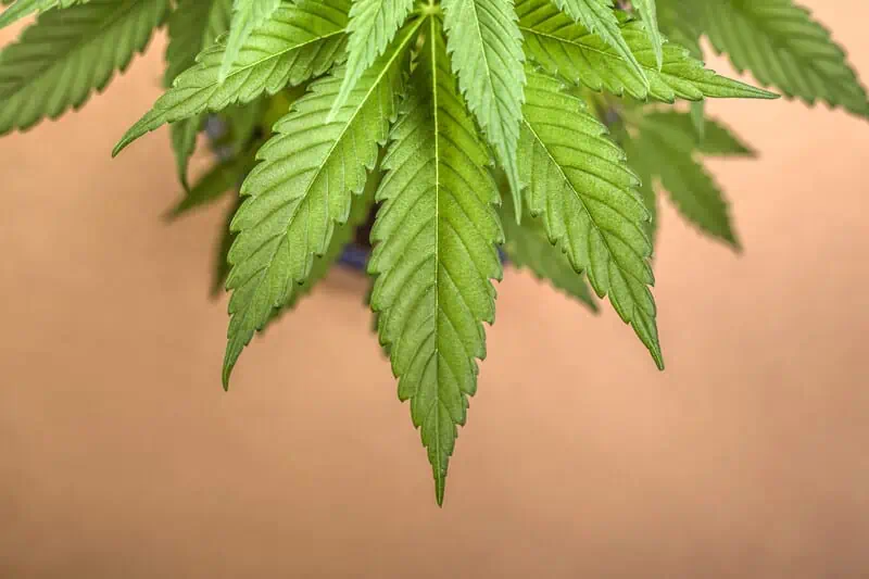 hybrid cannabis leaves on table