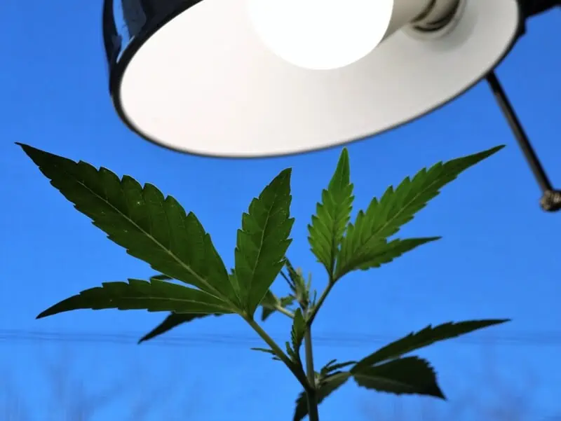 weed plant under lighting