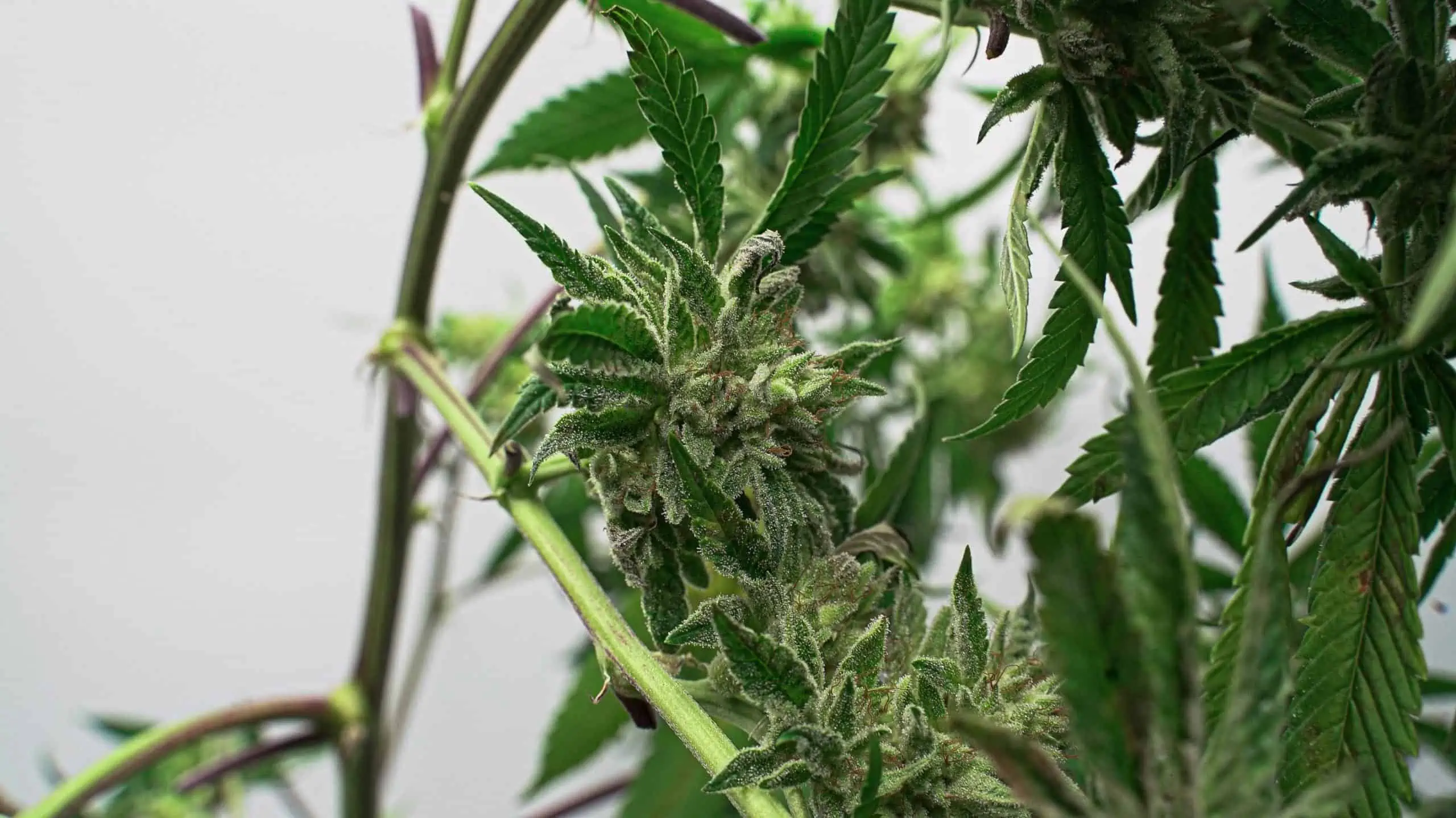 Marijuana 101: Growing Weed Indoors for Beginners