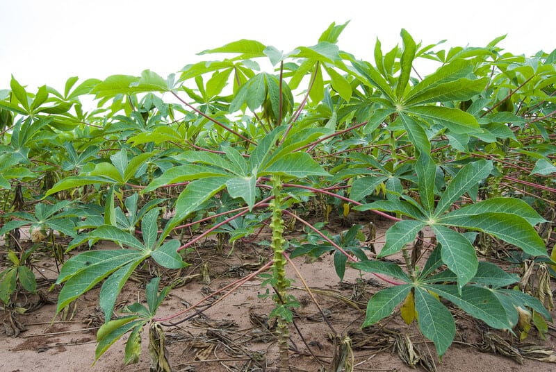 field of cassava plants, plants that look like marijuana 