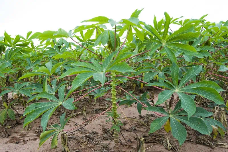 field of okra plants that look like marijuana 