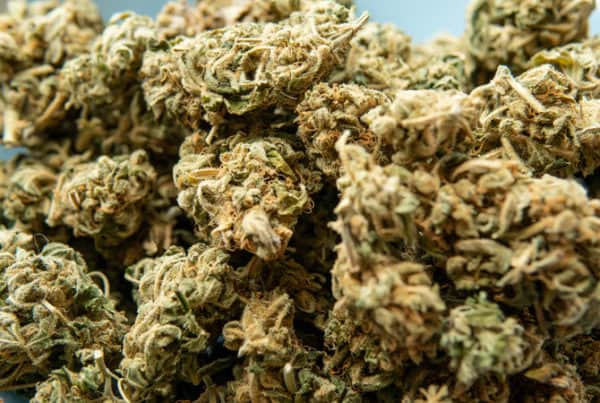 cannabis buds up close, sour jack strain