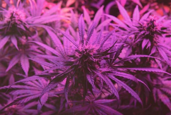 cannabis plants under purple light, sweet tart strain