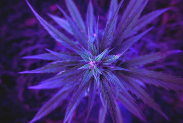 purple cannabis leaves, unicorn poop strain