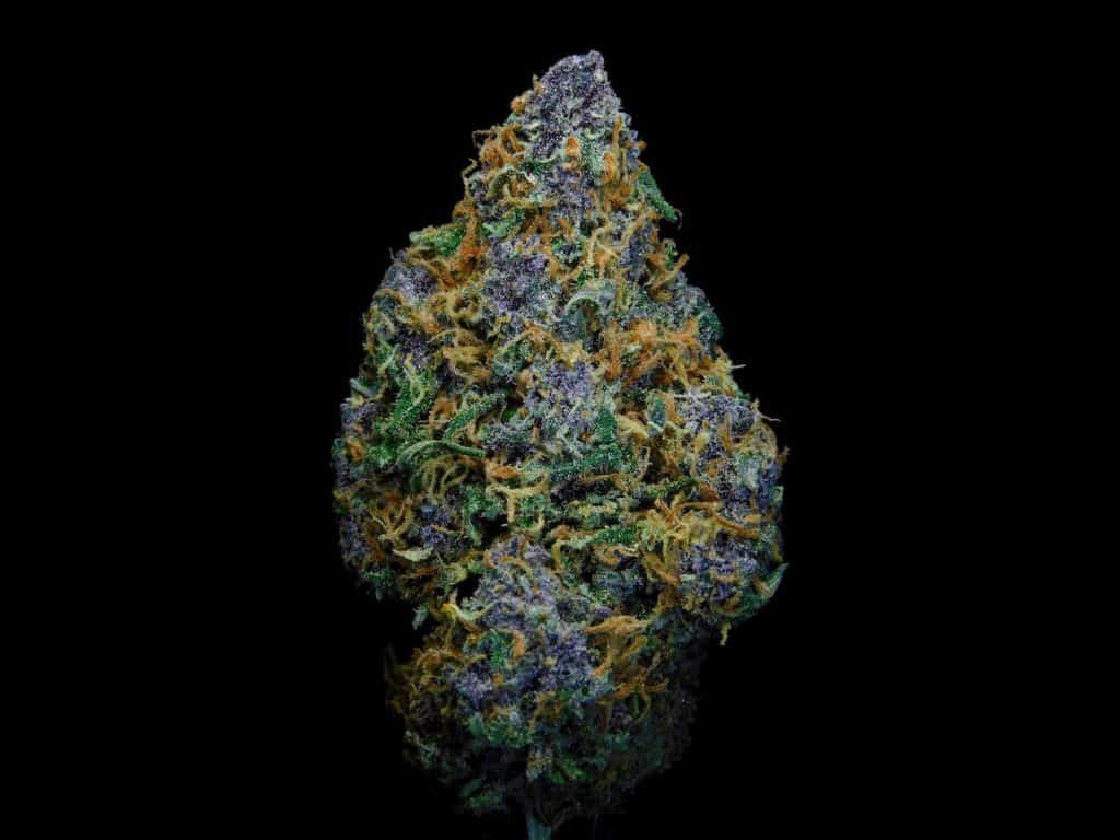 cannabis bud isolated on black