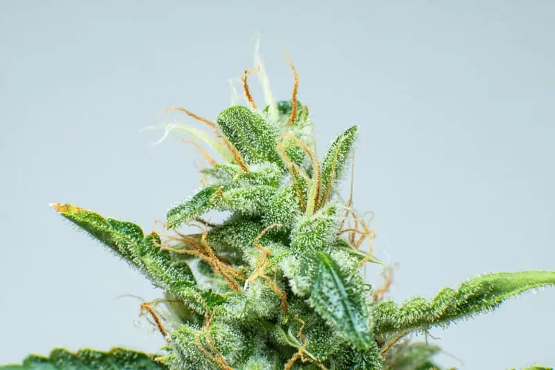 up close of cannabis plant isolated on blue, blue marijuana