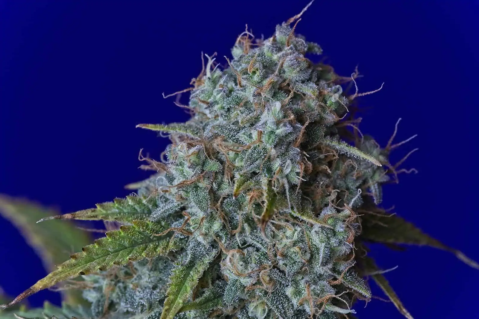up close of cannabis strain isolated on blue, blue marijuana