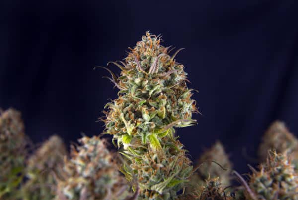 cannabis bud macro, chem 91 strain