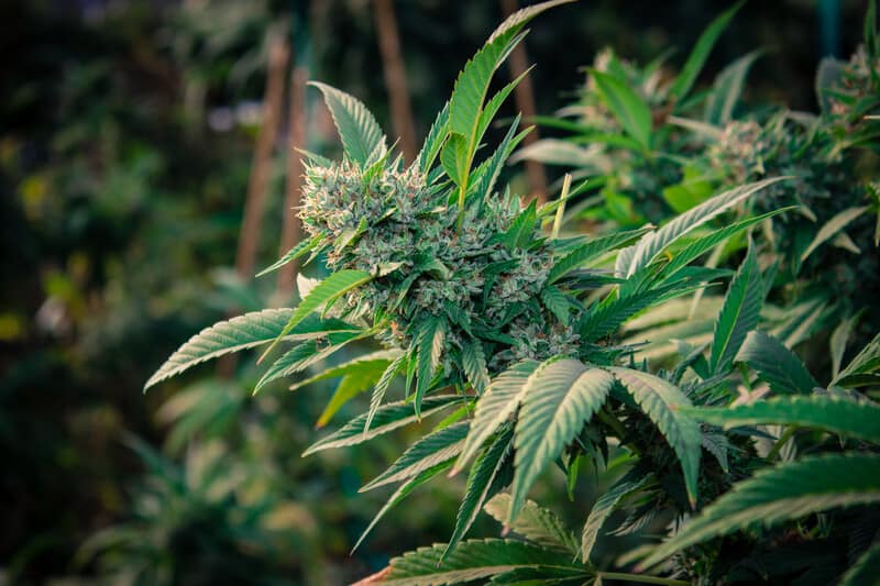 green cannabis plants, cherry Garcia strain