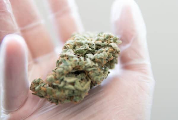 gloved hand holding a cannabis bud, chiesel weed strain