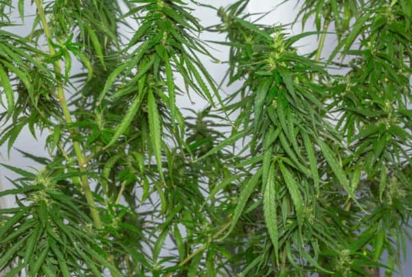 green cannabis plants, critical kush strain