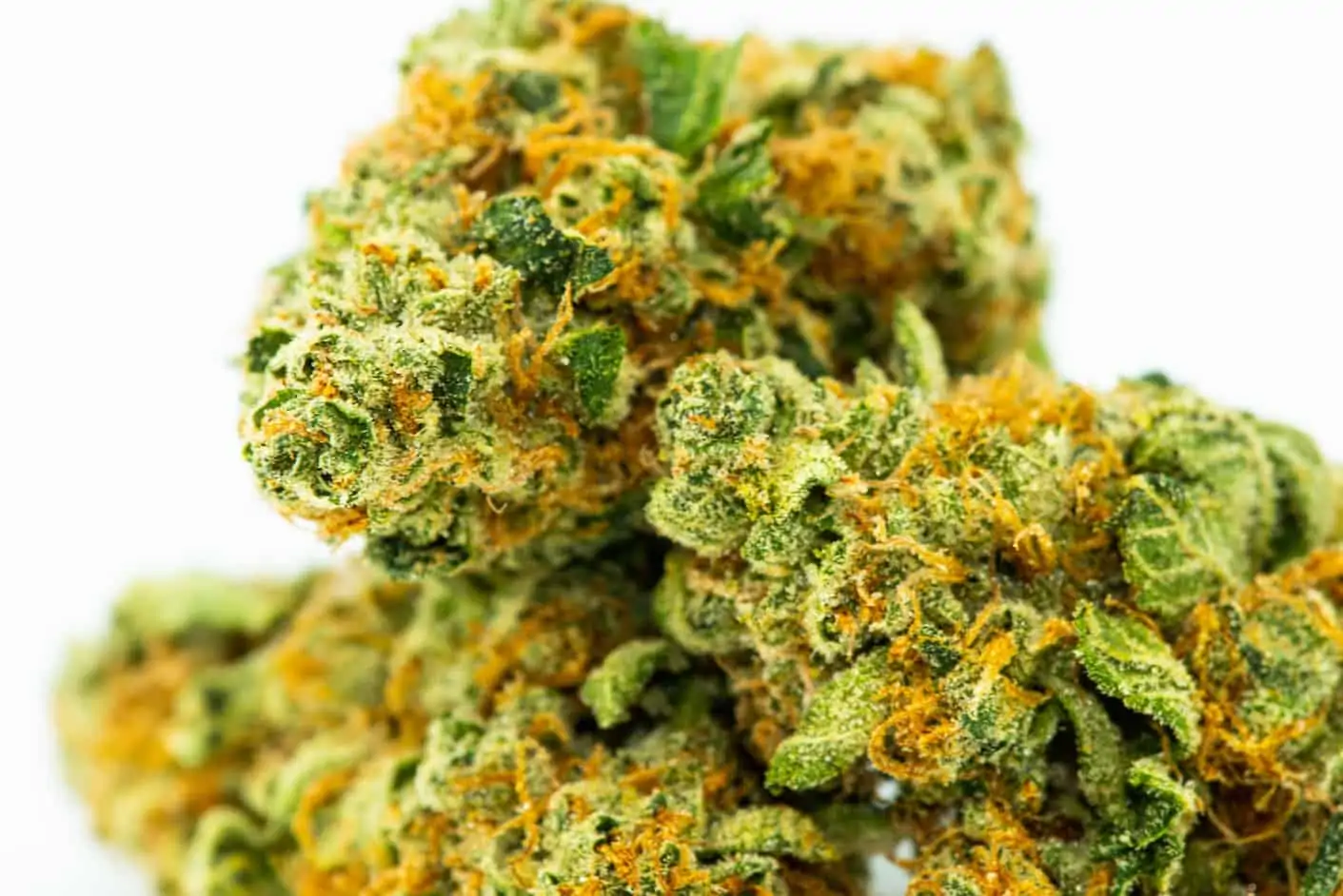 Dosi Cake Weed Strain Review & Information