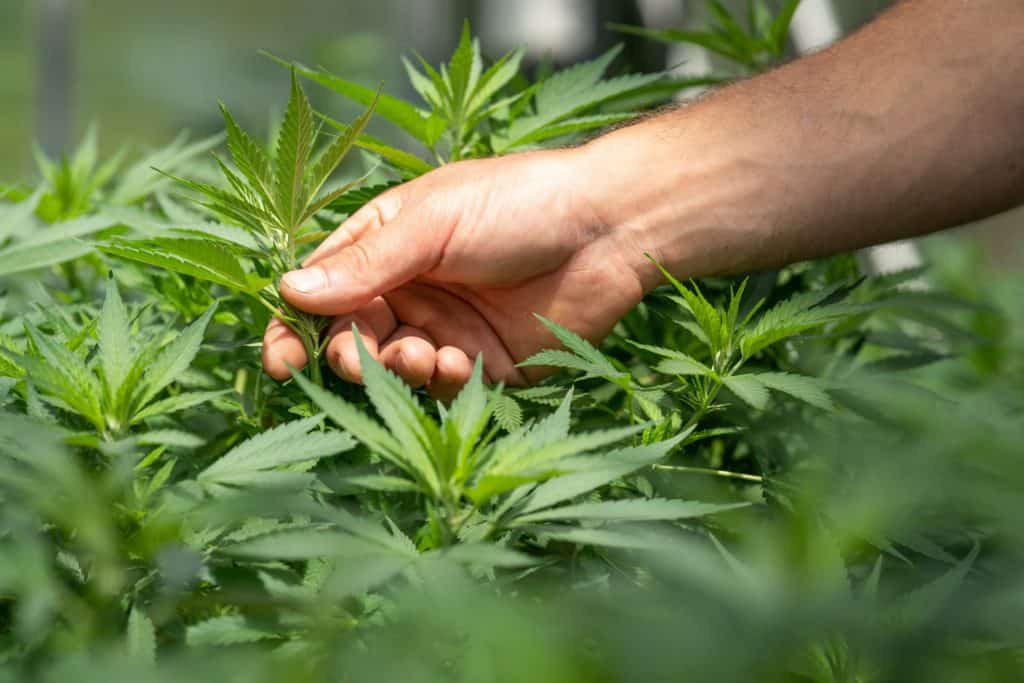 man touching cannabis plants, high paying jobs for stoners