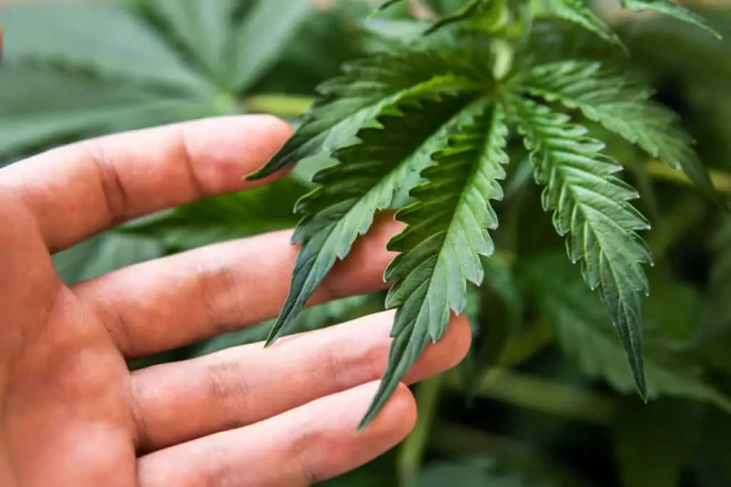 man touching cannabis plants, high paying jobs for stoners