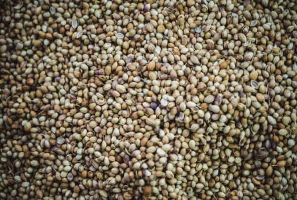pile of hemp seeds, how to eat hemp seeds