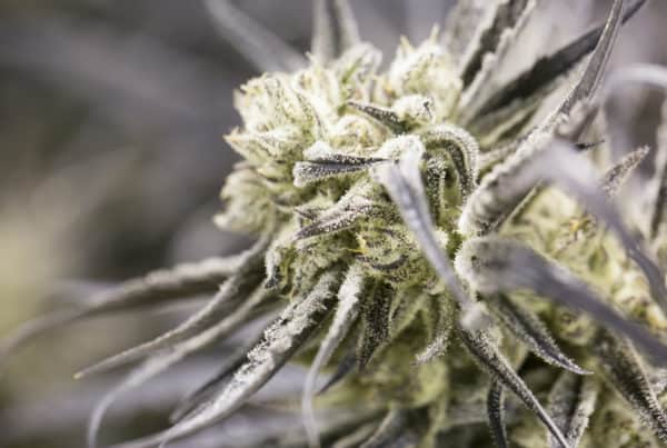 close up of cannabis plant, marijuana reform