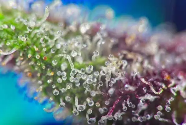 up close of cannabis trichomes with purple and green hues
