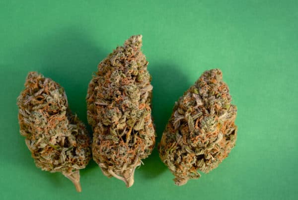 cannabis buds of apple mints strain on green