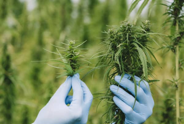 gloved hands holding cannabis by a cannabis field, cannabis employment report 2022