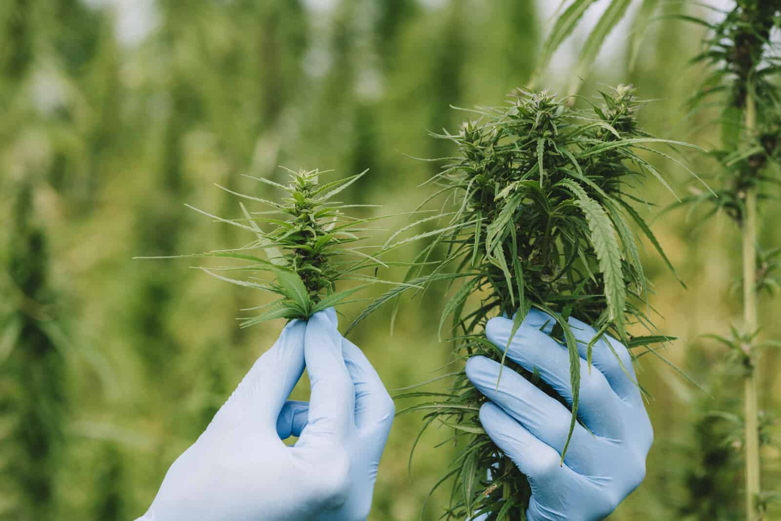 U.S. Cannabis Employment Report – CTU Edition