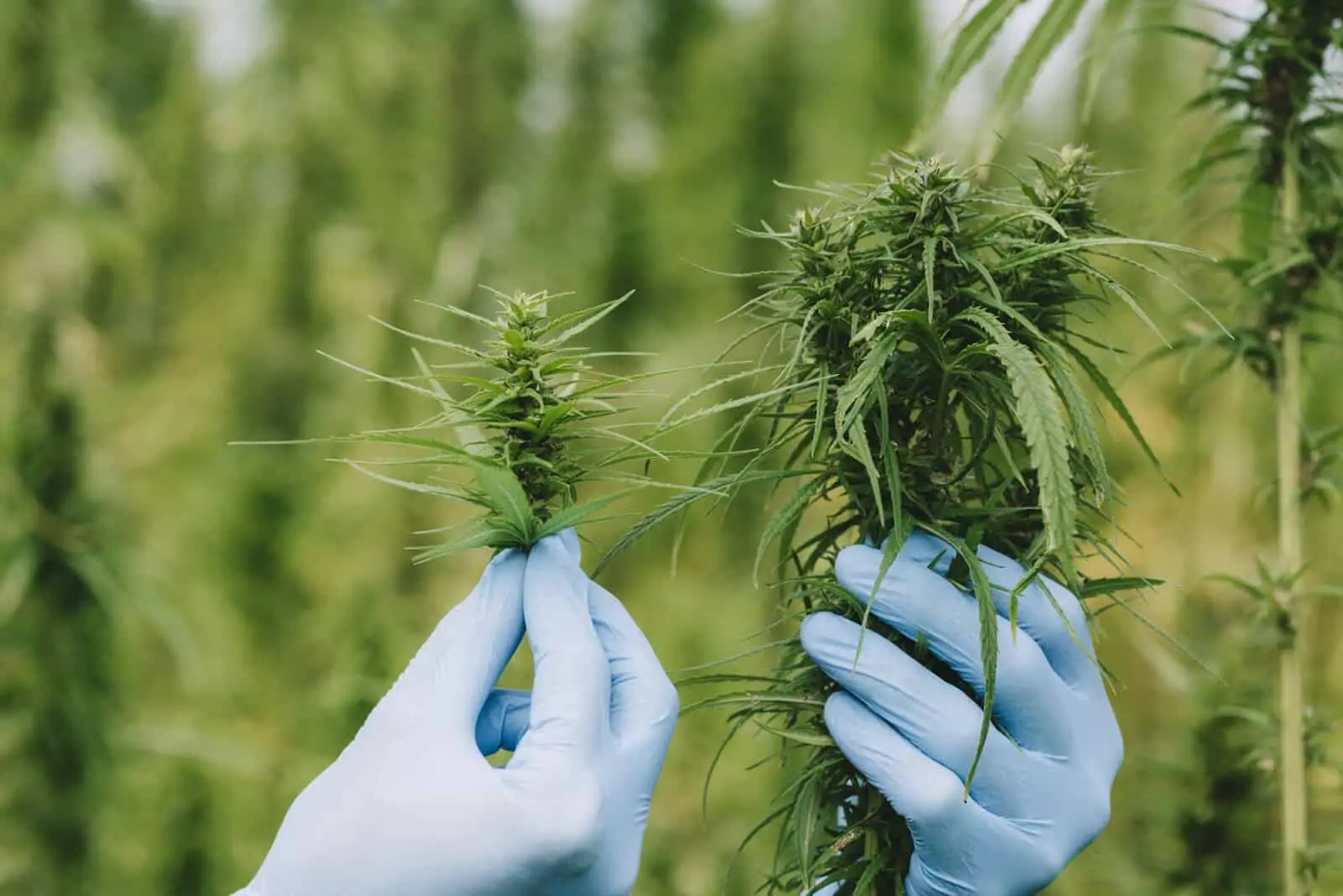 U.S. Cannabis Employment Report 2022 – CTU Edition