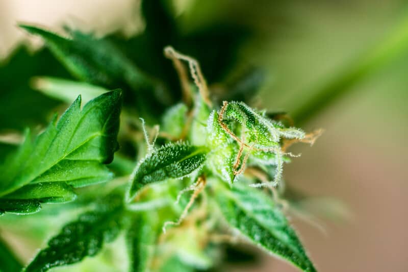 flowering phase of cannabis with trichomes showing