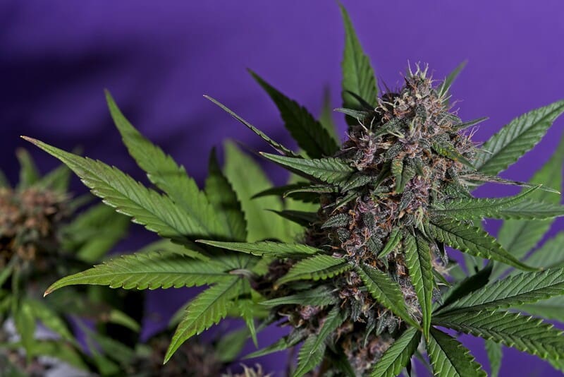 close up of g purps cannabis plant with purple background