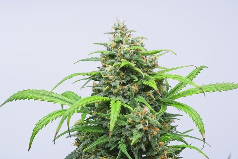 green cannabis plant, grape cake strain