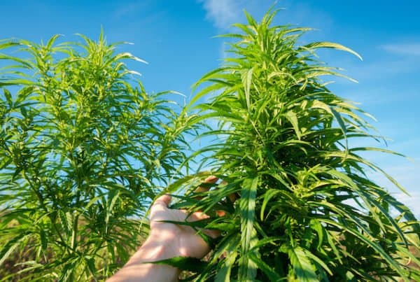 hand touching a marijuana plant in a field, outdoor grow hole size