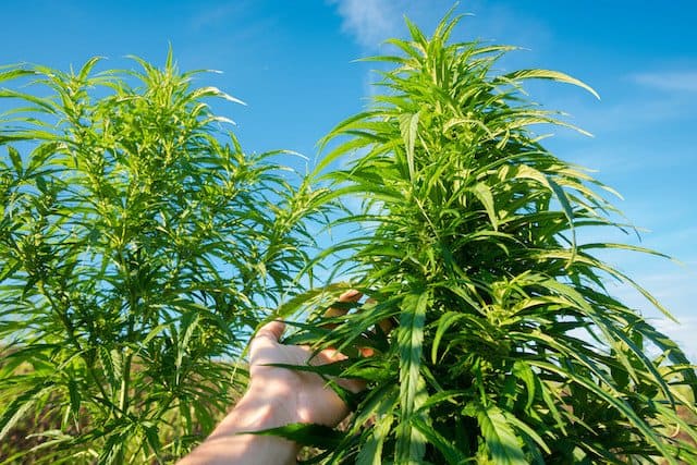 Outdoor Grow Hole Size for Growing Marijuana