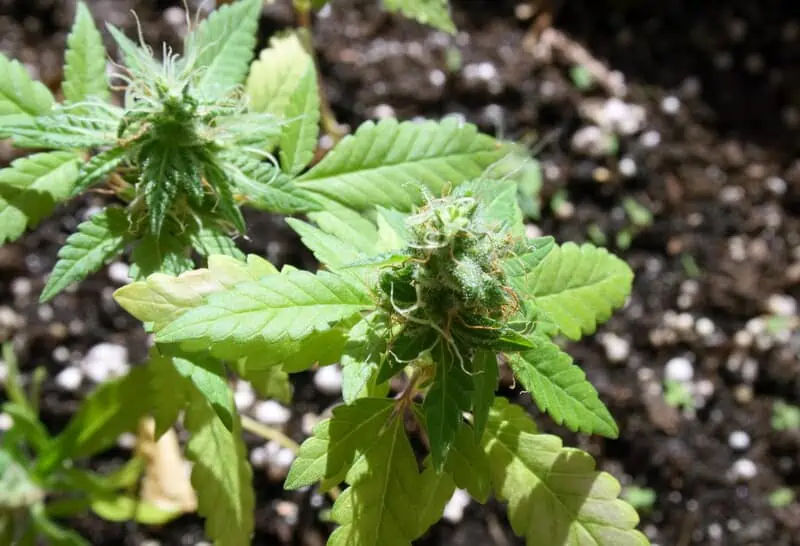 cannabis plant outdoors in soil
