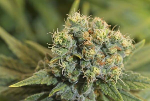up close of cannabis flower, sorbet strain