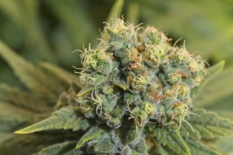 up close of cannabis flower, sorbet strain