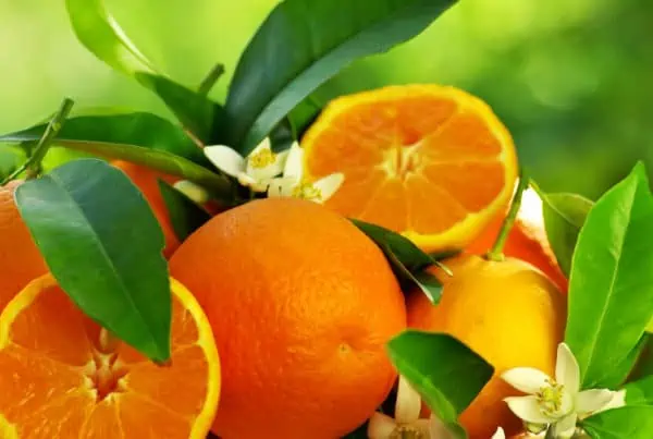 oranges on a vine, valencene terpene effects