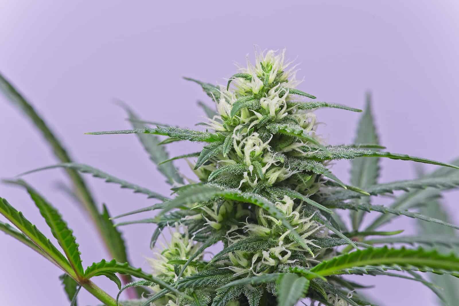 What Does the Flowering Phase of Cannabis Consist of?