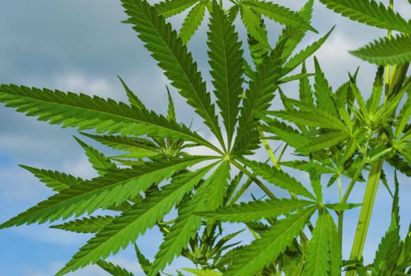 green cannabis plants under blue sky, Florida Cannabis coalition