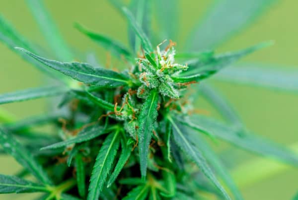 Blooming Marijuana plant, Incredible Hulk weed strain