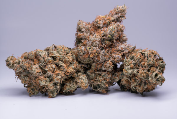 macro of cannabis buds isolated on grey, headbanger weed strain