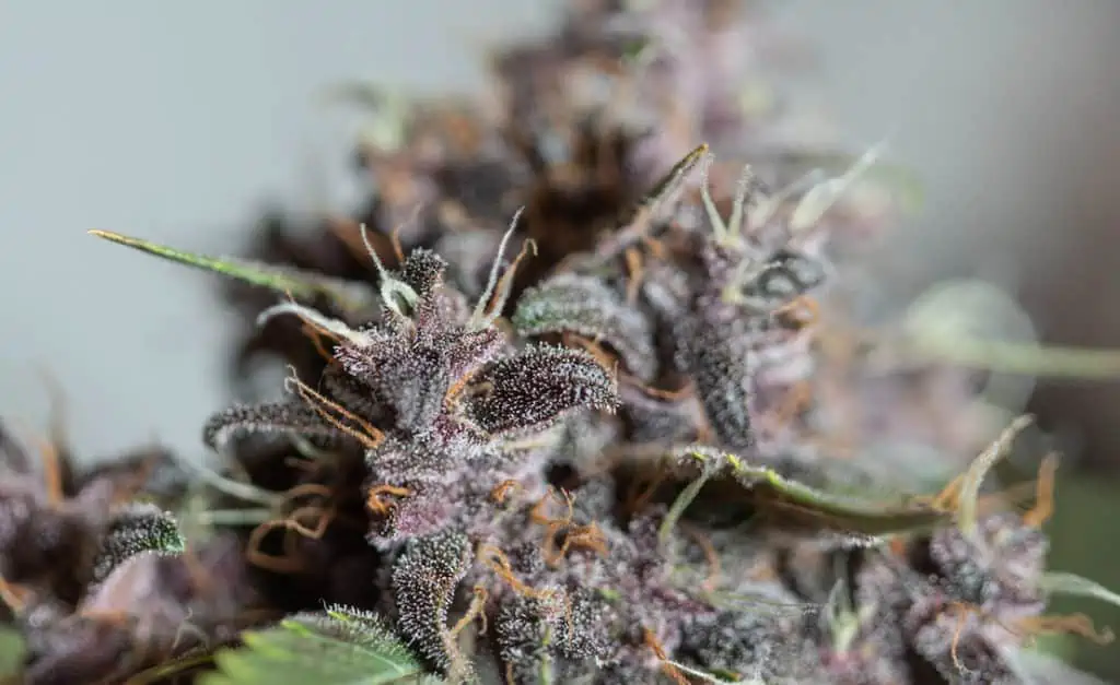 Closeup shot of cannabis kush plant strains on a blurred background, jolly rancher weed strain