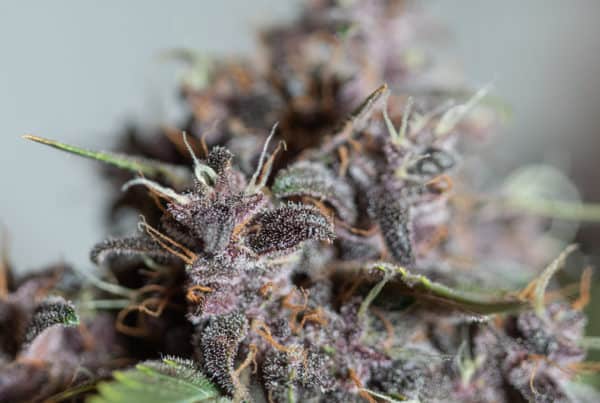 Closeup shot of cannabis kush plant strains on a blurred background, jolly rancher weed strain