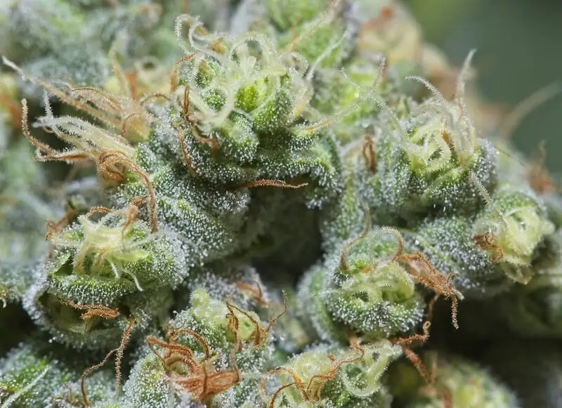 Grape Diamonds Weed Strain Review & Information