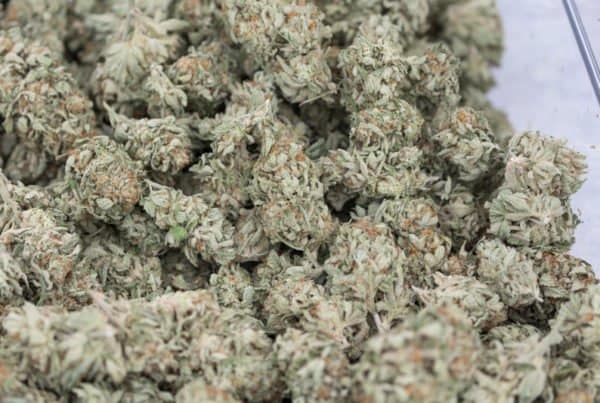 bowl of cannabis buds, grape god weed strain