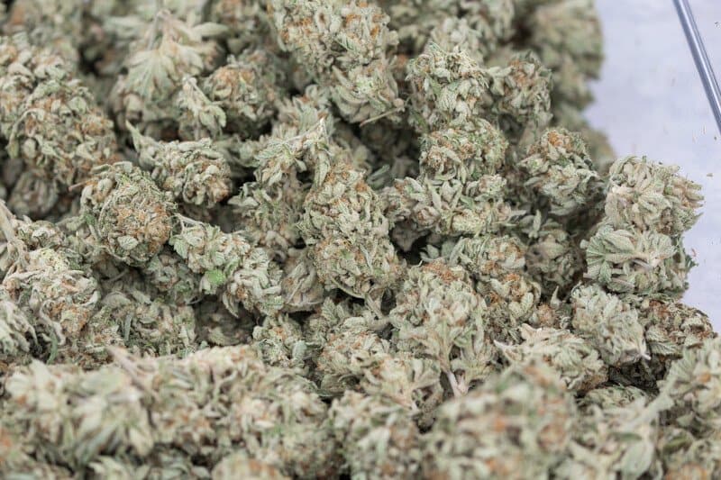 Grape God Weed Strain Review & Information