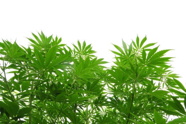 green cannabis plants isolated on white, has marijuana gotten stronger
