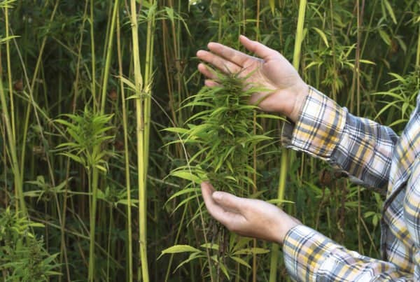 hands touching a field of hemp plants, how long does hemp stay in your system