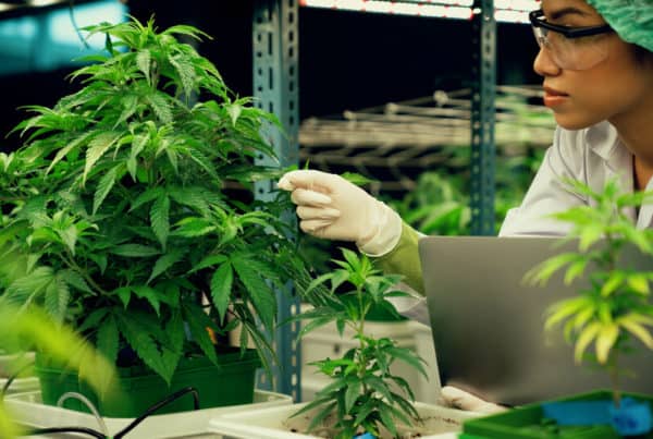 women inspecting a cannabis plant, how to prepare for your first cannabis job