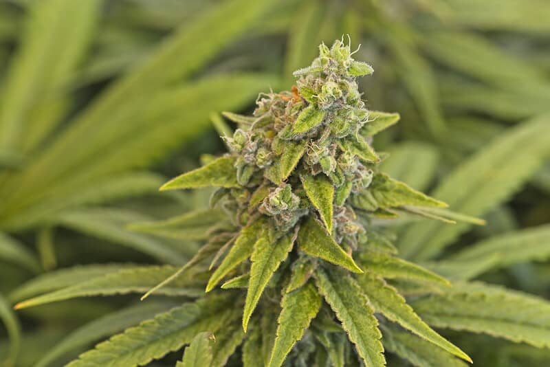 up close of cannabis plant, koolato strain
