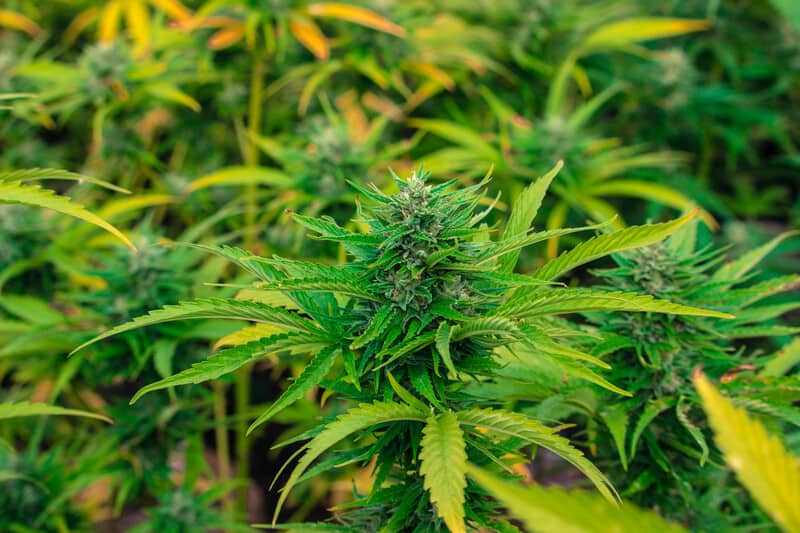 field of cannabis plants up close, calcium deficiency in marijuana 