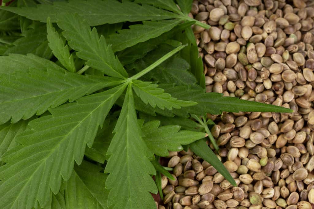 green cannabis leaves on marijuana seeds