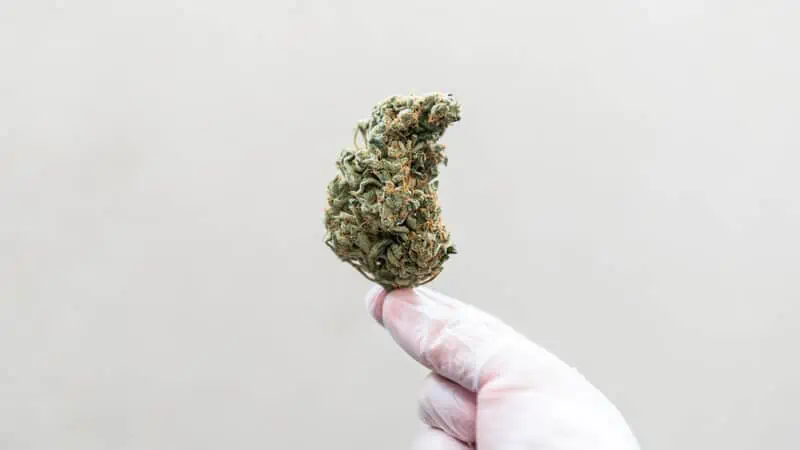 gloved handing hold cannabis bud, lamb's breath weed strain